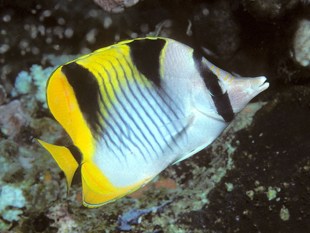 Chaetodon falcula (Pesce farfalla dalle selle)